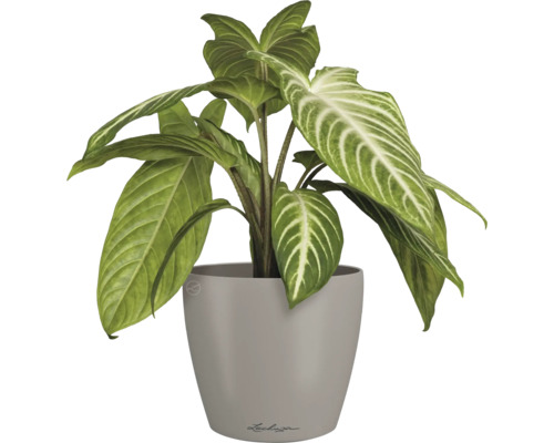 Pijlblad in pot