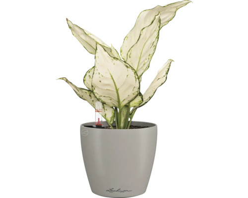 Dieffenbachia in een Lechuza bloempot