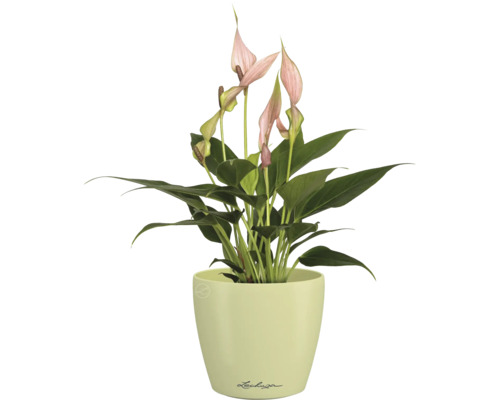 Flamingoplant in een pot