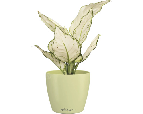 Dieffenbachia plant in pot