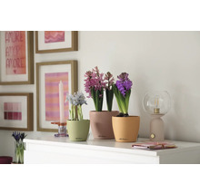 Decoratieve scène met potplanten, lamp en schilderijen op een dressoir