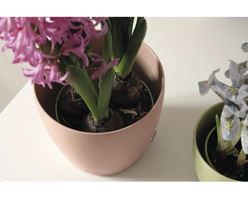 Hyacint in een Lechuza bloempot