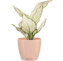 Dieffenbachia kamerplant in een Lechuza bloempot