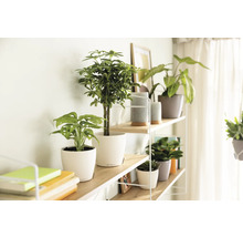 Plank met diverse kamerplanten in potten.