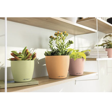 Drie kamerplanten in bloempotten op een plank.