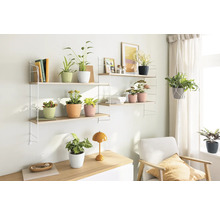 Lichte, vriendelijke kamer scène met planten op planken en een fauteuil