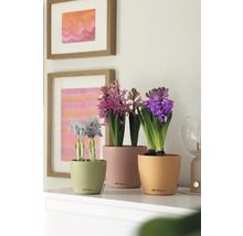 Decoratieve kamerplanten in potten op een tafel