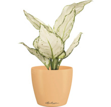 Dieffenbachia kamerplant in een Lechuza bloempot