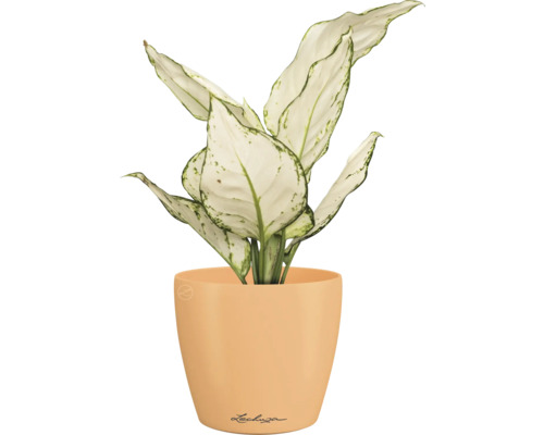 Dieffenbachia kamerplant in een Lechuza bloempot