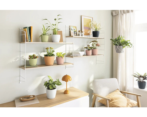 Lichte ruimte met planken, kamerplanten in potten, fauteuil en lamp