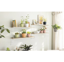 Decoratieve planken met kamerplanten in plantenbakken