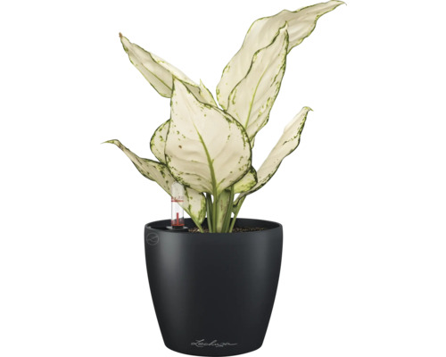 Dieffenbachia kamerplant in een zwarte bloempot met waterniveau-indicator