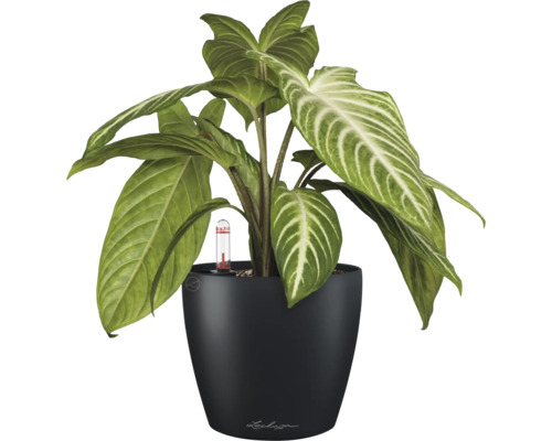 Pijlplant in een zwarte bloempot met irrigatiesysteem