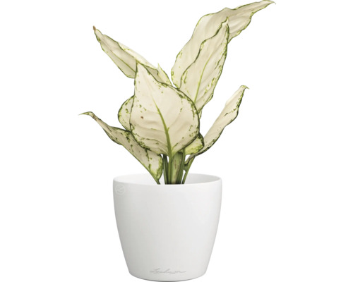 Dieffenbachia plant in een witte pot