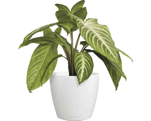 Kamerplant in pot