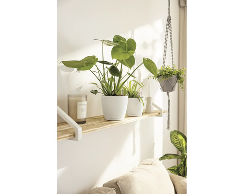 Decoratieve woonsfeer met kamerplanten op een houten plank