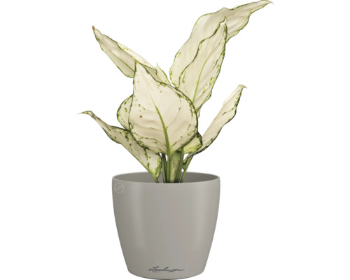 Dieffenbachia plant in een Lechuza bloempot