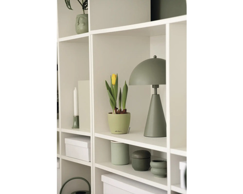 Boekenplank met decoratieve objecten, inclusief lamp en potplant