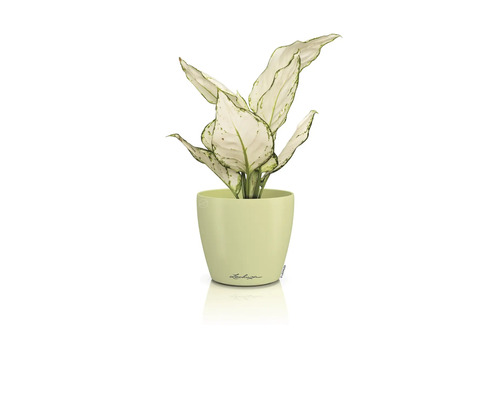 Dieffenbachia plant in Lechuza bloempot