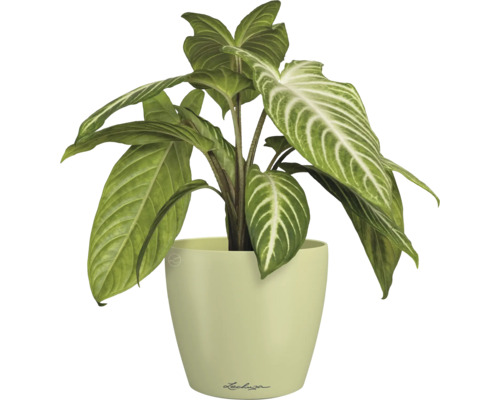 Kamerplant in pot
