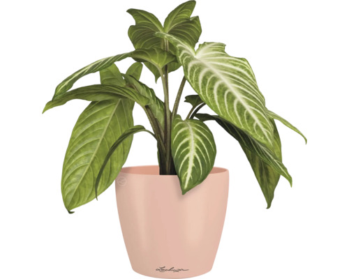Pijlplant in plantenbak