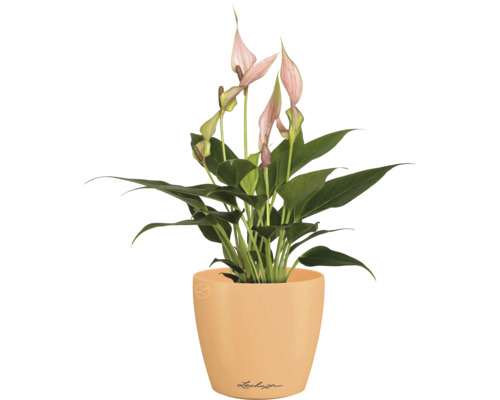 Lepelplant in pot