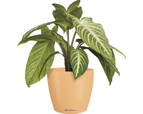 Kamerplant in een Lechuza pot