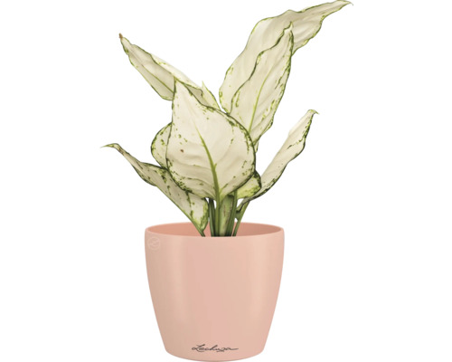 Dieffenbachia kamerplant in een bloempot