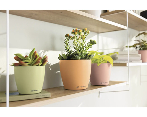 Decoratieve bloempotten met vetplanten op een plank.