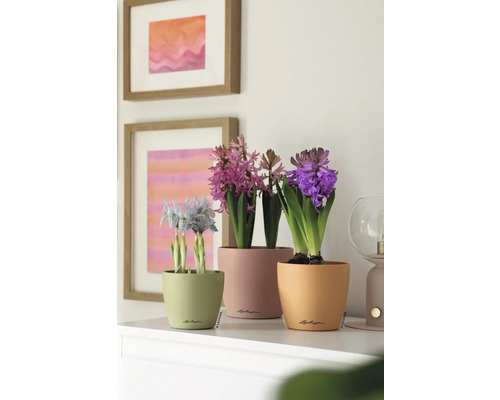 Drie gekleurde bloempotten met bloeiende hyacinten en dwergirissen op een tafel