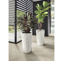 Twee kamerplanten in witte plantenbakken binnenshuis