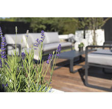 Close-up van lavendel op een terras met tuinmeubelen.