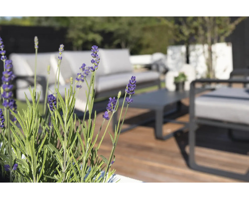 Close-up van lavendel op een terras met tuinmeubelen.