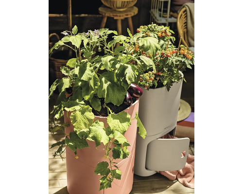 Hoge plantenbakken met aubergine, komkommer en tomaten op een terras