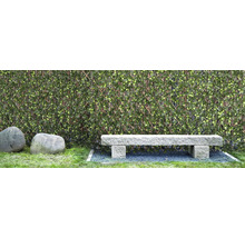 Tuinscherm Gardenia kunststof groen 180 x 90 cm