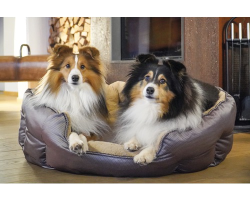 Twee Shelties liggen in een grijs hondenkussen.