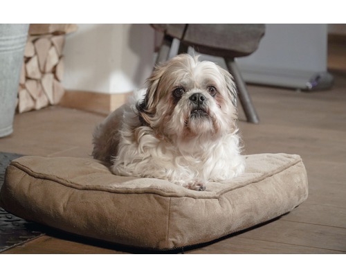 Shih Tzu ligt op een hondenkussen