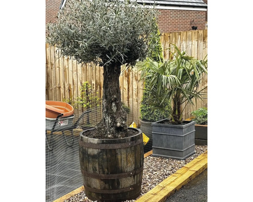 Olijfboom in een houten vat als plantenbak in de tuin.