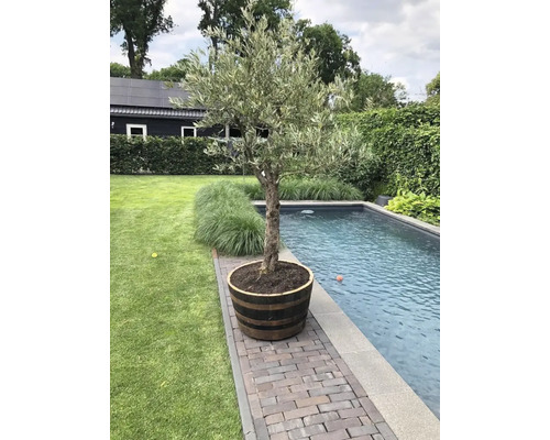 Olijfboom in een houten vat bij het zwembad in de tuin.
