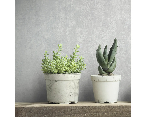 Twee vetplanten in potten op een houten plank.