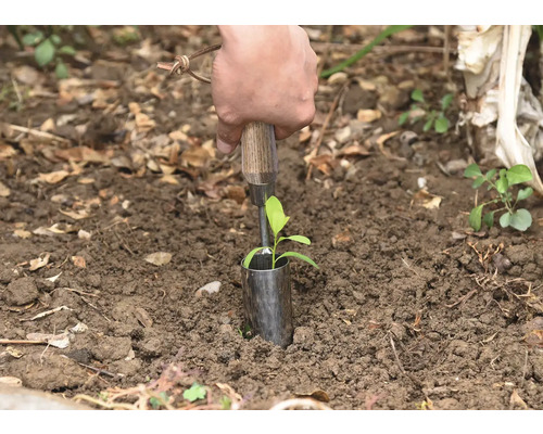 Een persoon plant een kleine plant met een plantstok in de grond.