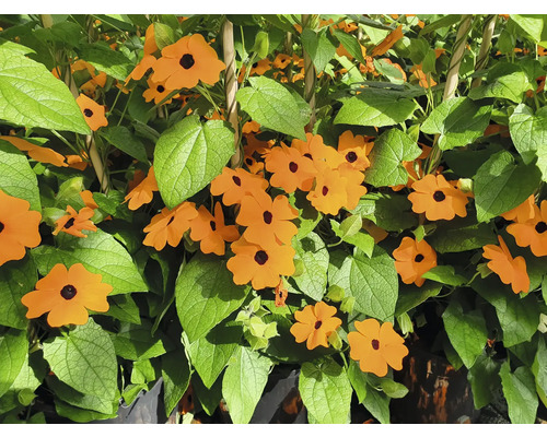 Zwartogige Suzanne plant met oranje bloemen en groene bladeren