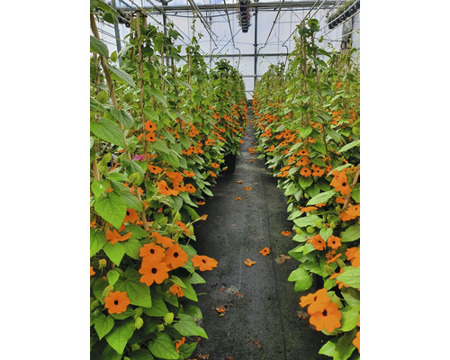 Kas met bloeiende Suzanne-met-de-mooie-ogen die langs bamboestokken omhoog klimmen.