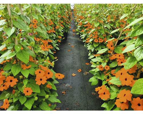 Rij van Suzanne-met-de-mooie-ogen in pot