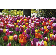 Veld met kleurrijke tulpen in de tuin