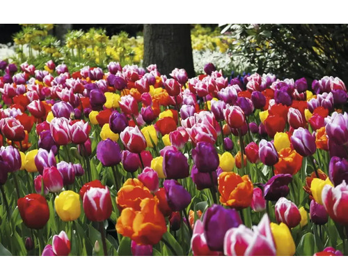 Veld met kleurrijke tulpen in de tuin