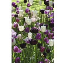 Bloembed met witte, paarse en zwarte tulpen