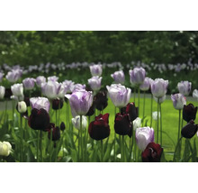 Veld met paarse en zwarte tulpen