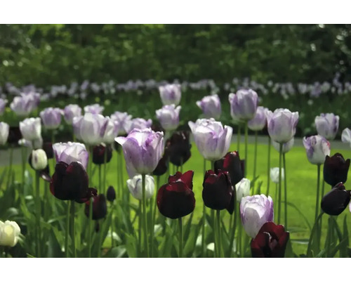 Veld met paarse en zwarte tulpen