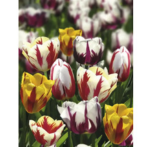 Veld met verschillende tulpensoorten